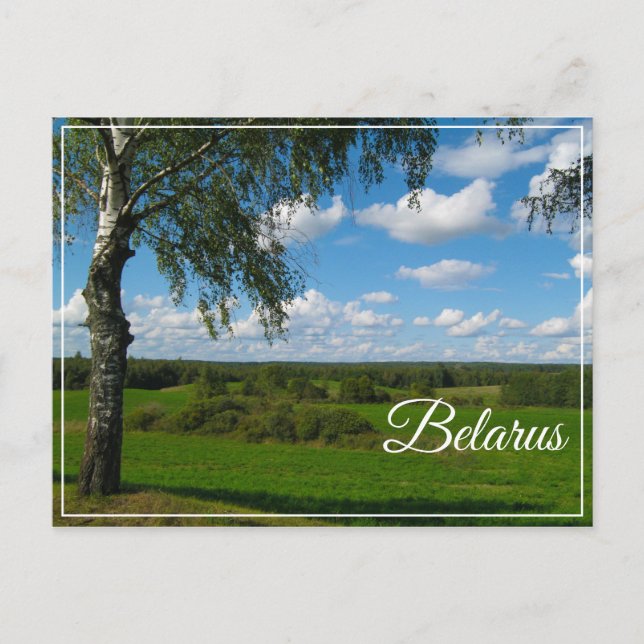 Nature Landscape Scenery Birch Belarus Postcard (Front)