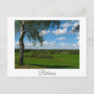 Nature Landscape Scenery Birch Belarus Postcard