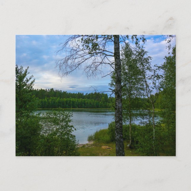 Nature Landscape Scenery Birch Belarus Postcard (Front)