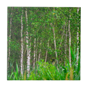 Nature Landscape Scenery Birch Trees Ceramic Tile