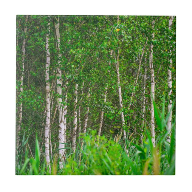 Nature Landscape Scenery Birch Trees Ceramic Tile (Front)