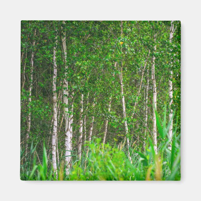 Nature Landscape Scenery Birch Trees Magnet (Front)