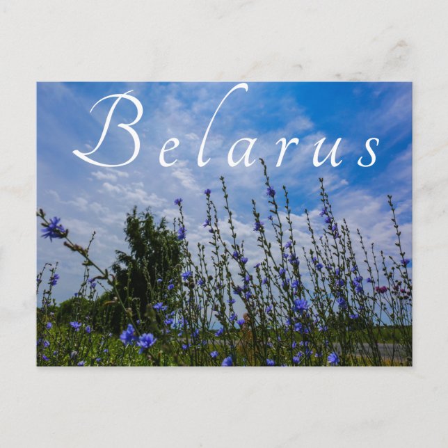 Nature Landscape Scenery Field Corn Flowers Postcard (Front)