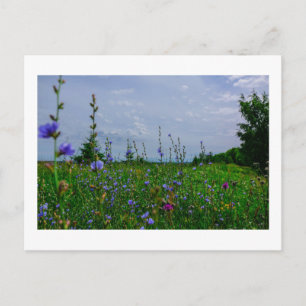 Nature Landscape Scenery Field Corn Flowers Postcard