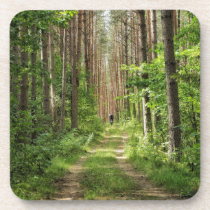 Nature Landscape Scenery Forest Belarus Coaster