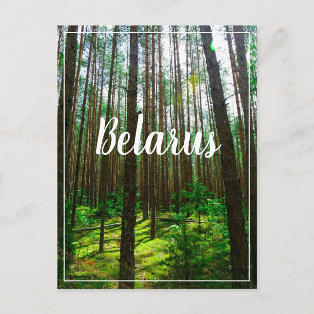 Nature Landscape Scenery Forest Belarus Postcard (Front)