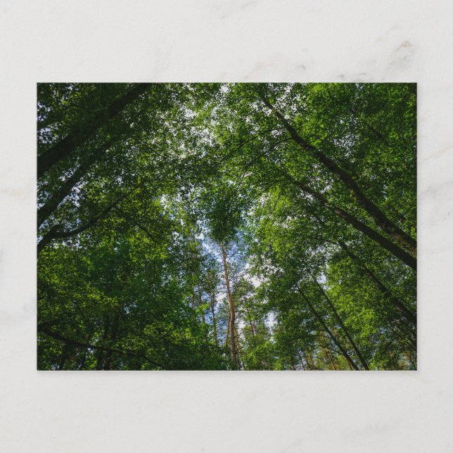 Nature Landscape Scenery Forest Belarus Postcard (Front)