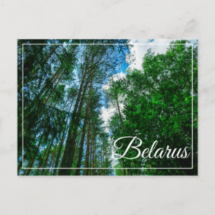 Nature Landscape Scenery Forest Belarus Postcard