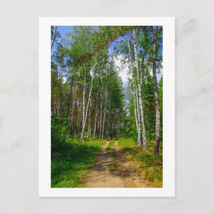 Nature Landscape Scenery Forest Birch Belarus Postcard
