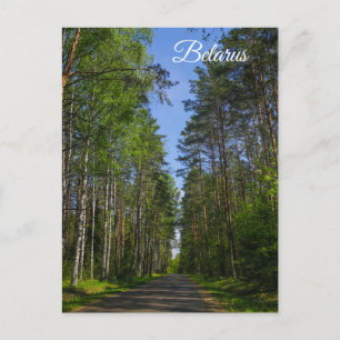 Nature Landscape Scenery Forest Birch Belarus Postcard