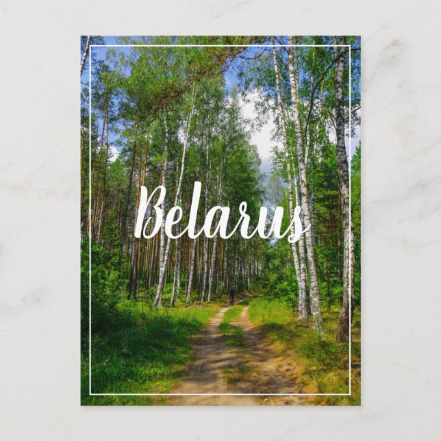 Nature Landscape Scenery Forest Birch Belarus Postcard (Front)