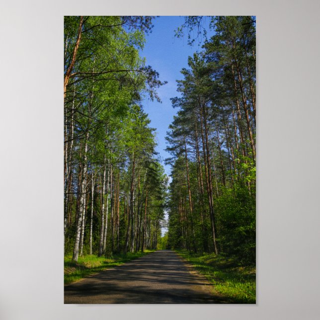 Nature Landscape Scenery Forest Birch Belarus Poster (Front)