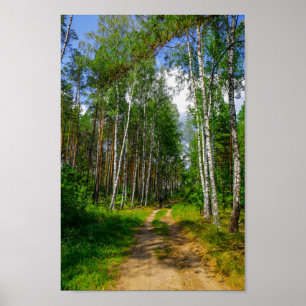 Nature Landscape Scenery Forest Birch Belarus Poster