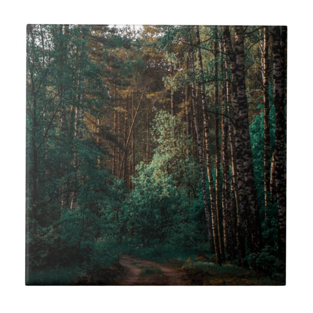 Nature Landscape Scenery Forest Birch Trees Ceramic Tile (Front)