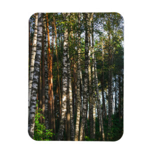 Nature Landscape Scenery Forest Birch Trees Magnet