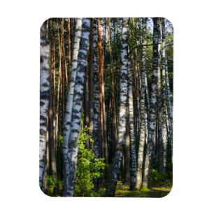 Nature Landscape Scenery Forest Birch Trees Magnet