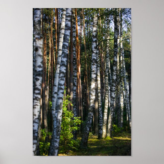 Nature Landscape Scenery Forest Birch Trees Poster (Front)