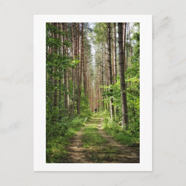 Nature Landscape Scenery Forest Cycling Belarus Postcard (Front)