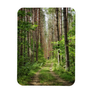 Nature Landscape Scenery Forest Trees Belarus Magnet