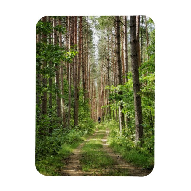 Nature Landscape Scenery Forest Trees Belarus Magnet (Vertical)