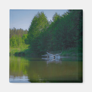 Nature Landscape Scenery Swans Flying Magnet