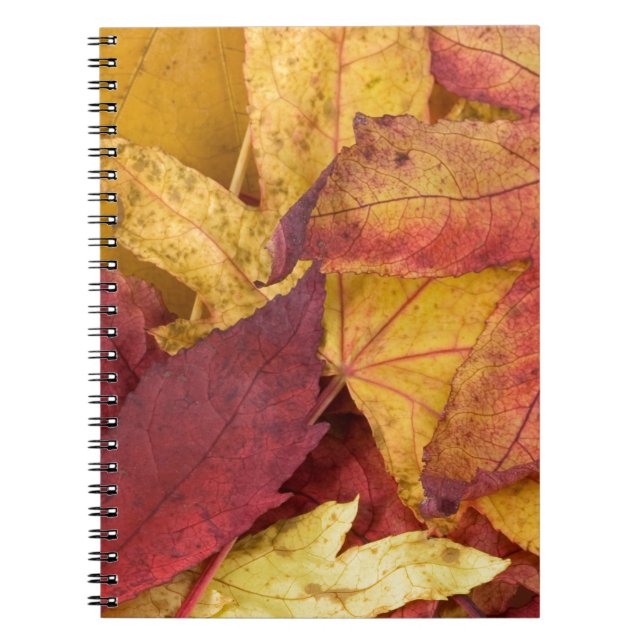 Nature Leaves Autumn Fall Tree Leaf Colourful Art Notebook (Front)