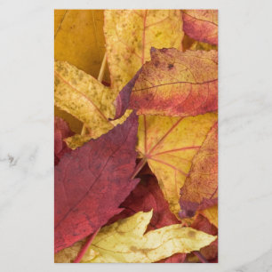 Nature Leaves Autumn Fall Tree Leaf Colourful Art Stationery