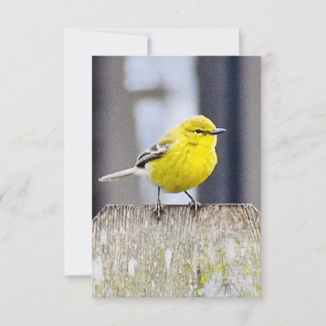 Nature note cards Bird cards (Front)
