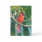 Nature note cards Cardinal Bird cards