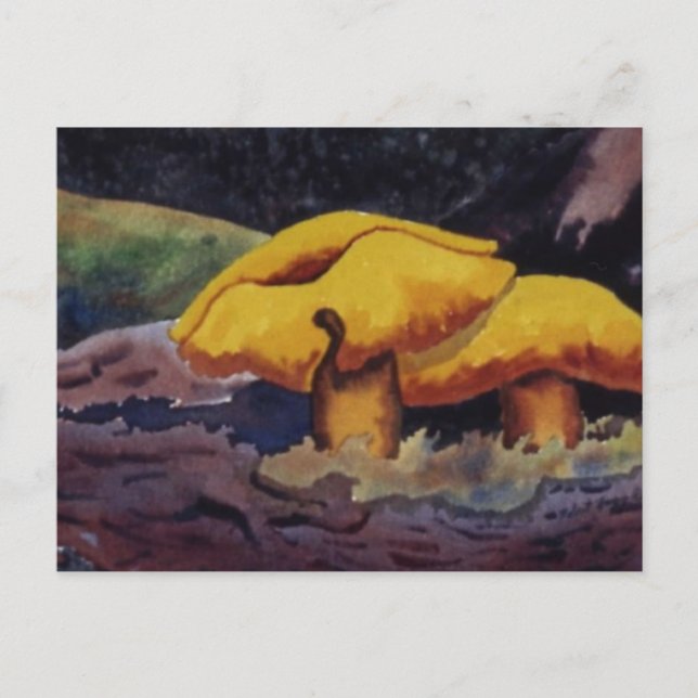 Nature Oddities Postcard (Front)