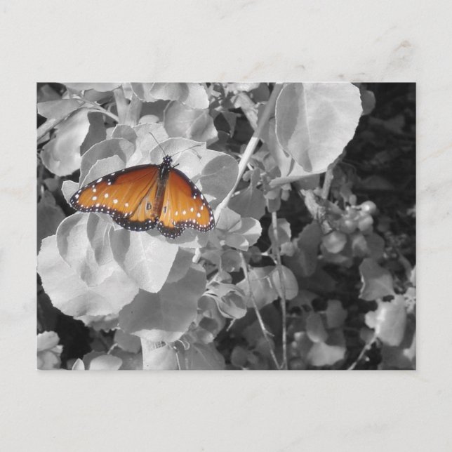 Nature Orange Monarch Butterfly Black and White Postcard (Front)