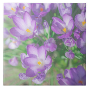 Nature Pale Purple Pastel Crocus Flowers Floral Ceramic Tile