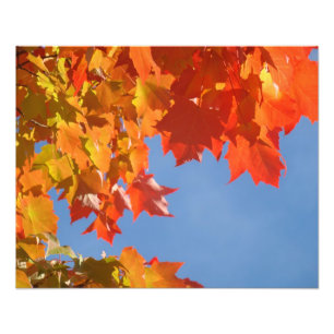 Nature Photography art prints Autumn Leaves