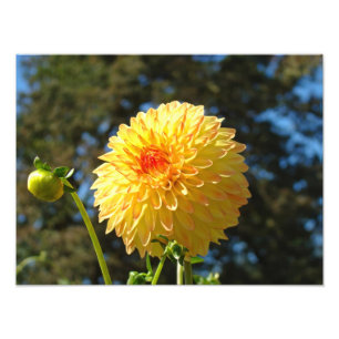 Nature Photography art prints Orange Dahlia Flower