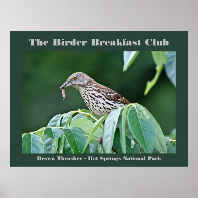 Nature Photography Brown Thrasher Birder Card Poster (Front)