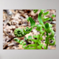Nature Photography, FIddlehead Fern in Springtime