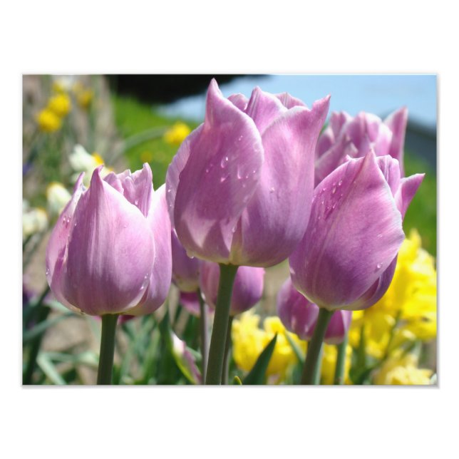 Nature Photography Fine Art prints Purple Tulips (Front)