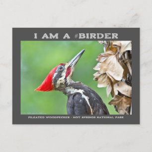 Nature Photography Pileated Woodpecker Birder Card