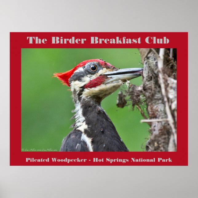 Nature Photography Pileated Woodpecker Birder Poster (Front)