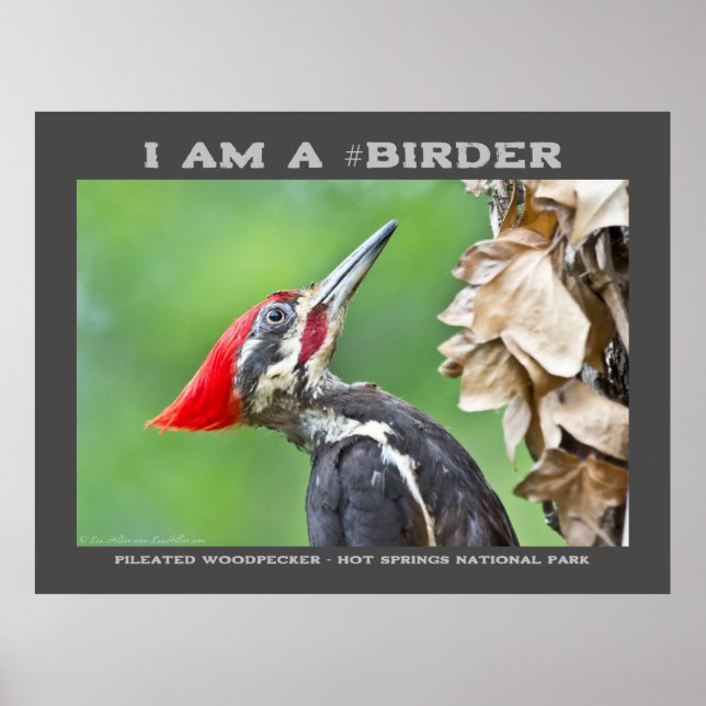 Nature Photography Pileated Woodpecker Birder Poster (Front)