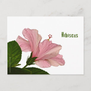 Nature Photography Pink Hibiscus Closeup Photo Postcard