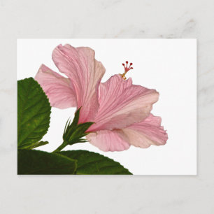 Nature Photography Pink Hibiscus Closeup Photo Postcard