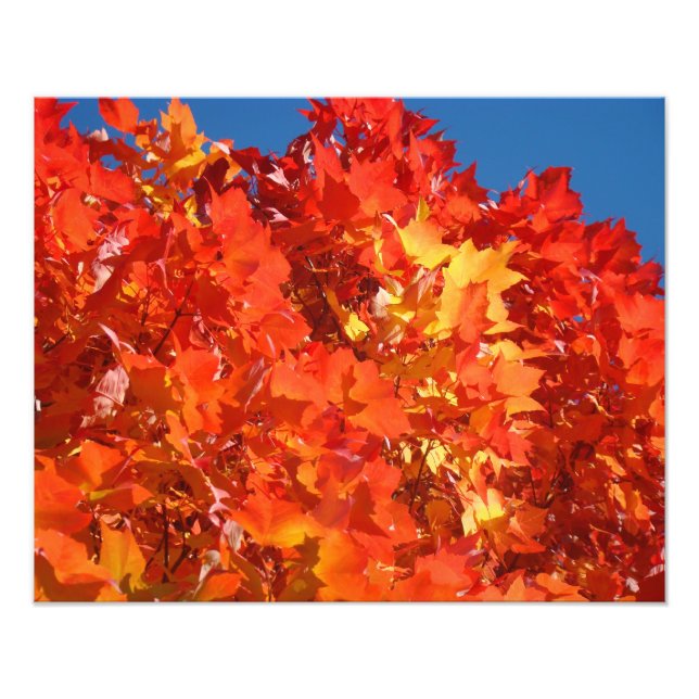 Nature Photography Red Orange Yellow Autumn Leaves Photo Print (Front)