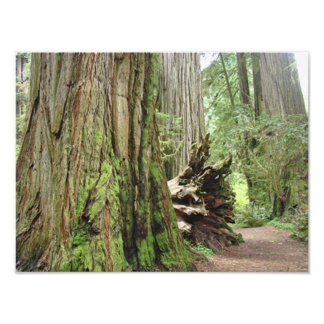 Nature Photography Redwood Trees Forest Photo Print (Front)