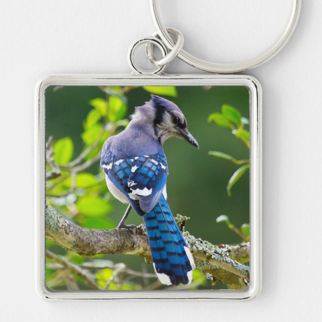Nature Photography Shy Blue Jay Apparel Gifts Key Ring (Front)