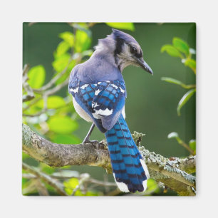 Nature Photography Shy Blue Jay Apparel Gifts Magnet