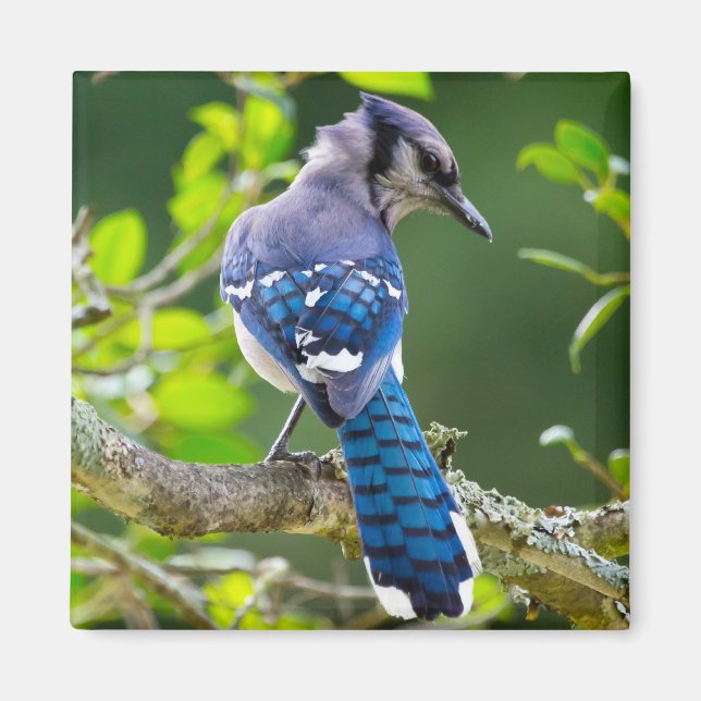 Nature Photography Shy Blue Jay Apparel Gifts Magnet (Front)