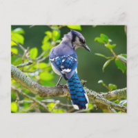 Nature Photography Shy Blue Jay Apparel Gifts