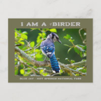 Nature Photography Shy Blue Jay Birder Card