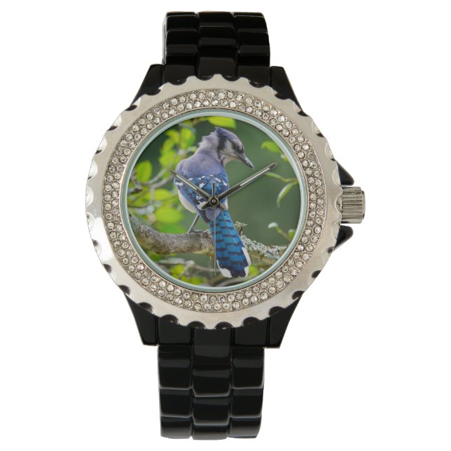 Nature Photography Shy Blue Jay Designer Watch (Front)